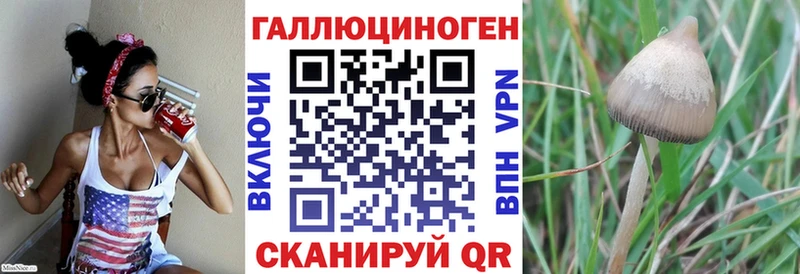 где можно купить наркотик  omg онион  Псилоцибиновые грибы GOLDEN TEACHER  Сурск 